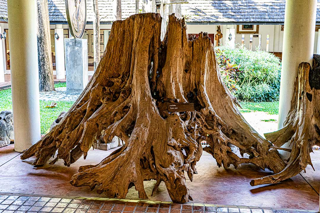 Teak wood root Lake Rai Mae Fah Luang Chiang Rai